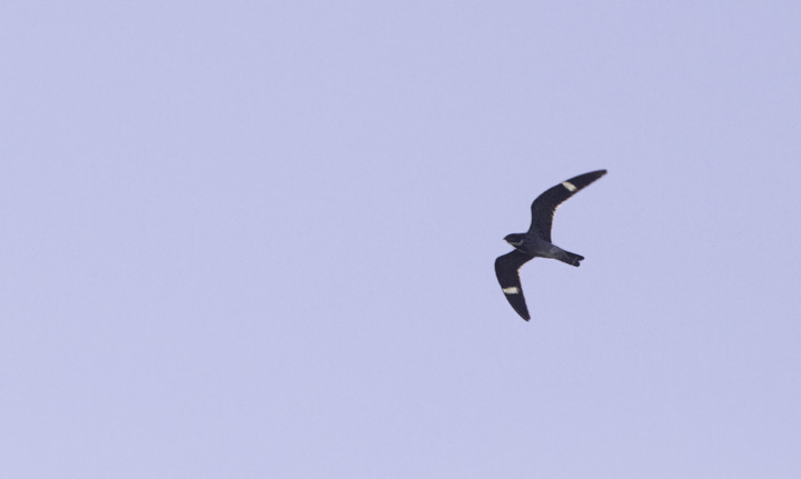 A Common Nighthawk near Cape Point, North Carolina (5/29/2011). Photo by Bill Hubick.