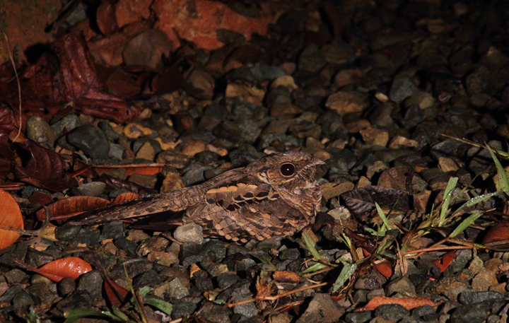 A Common Pauraque, common in the foothills near Nusagandi, allows a short photo shoot at the roadside (August 2010). Photo by Bill Hubick.