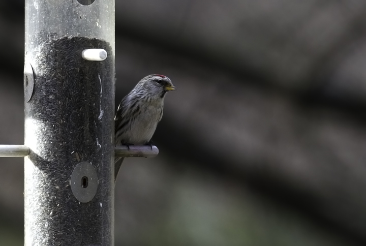 A Common Redpoll in Howard Co., Maryland (3/3/2011). Photo by Bill Hubick.