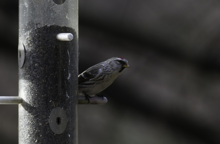 A Common Redpoll in Howard Co., Maryland (3/3/2011). Photo by Bill Hubick.