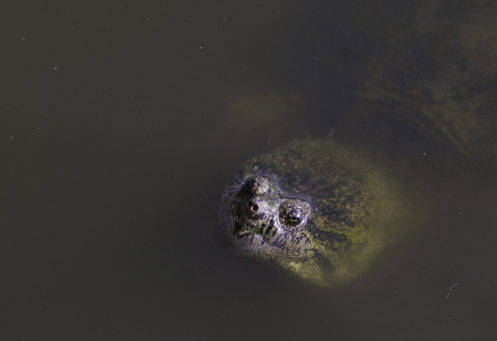 A large Common Snapping Turtle on the Outer Banks, North Carolina (5/27/2011). Photo by Bill Hubick.