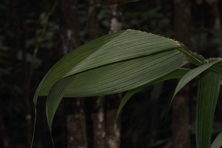 A distinctive seam in this palm leaf betrays the presence of its industrious residents. Photo by Bill Hubick.