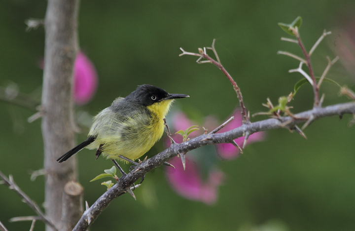 A Common Tody-Flycatcher nesting near the Rio Chagres, Panama (July 2010). Photo by Bill Hubick.