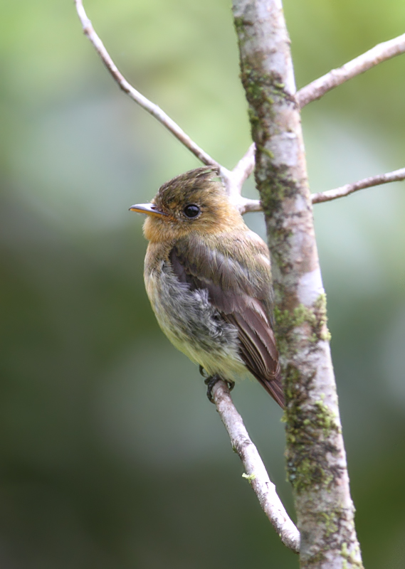 A Common Tufted Flycatcher at Las Mozas, Panama (7/11/2010). Photo by Bill Hubick.
