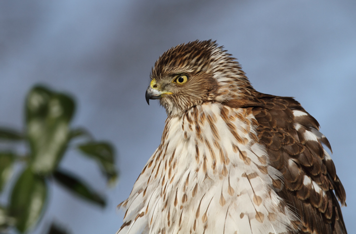 An immature Cooper's Hawk made an attack run on our feeders and then hung out for 30 minutes preening and hunting. It was an immensely enjoyable opportunity to study this beautiful raptor from so close. (Pasadena, Maryland, 2/7/2010). Photo by Bill Hubick.