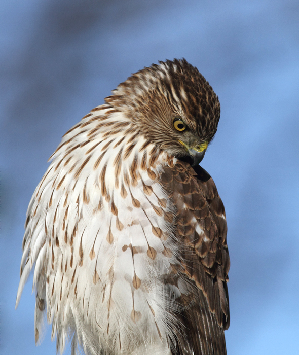 An immature Cooper's Hawk made an attack run on our feeders and then hung out for 30 minutes preening and hunting. It was an immensely enjoyable opportunity to study this beautiful raptor from so close. (Pasadena, Maryland, 2/7/2010). Photo by Bill Hubick.