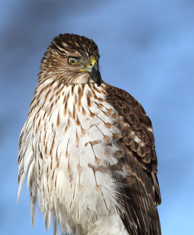 An immature Cooper's Hawk made an attack run on our feeders and then hung out for 30 minutes preening and hunting. It was an immensely enjoyable opportunity to study this beautiful raptor from so close. (Pasadena, Maryland, 2/7/2010). Photo by Bill Hubick.