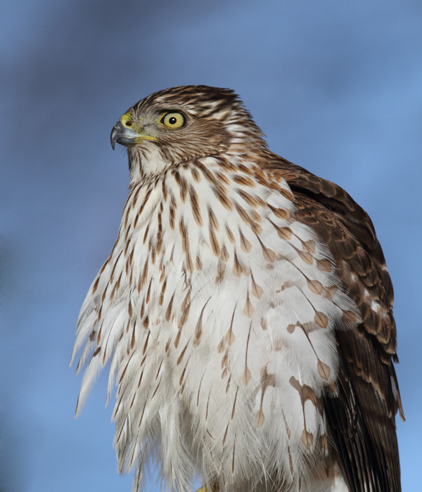 An immature Cooper's Hawk made an attack run on our feeders and then hung out for 30 minutes preening and hunting. It was an immensely enjoyable opportunity to study this beautiful raptor from so close. (Pasadena, Maryland, 2/7/2010). Photo by Bill Hubick.