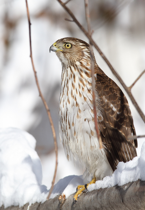 An immature Cooper's Hawk made an attack run on our feeders and then hung out for 30 minutes preening and hunting. It was an immensely enjoyable opportunity to study this beautiful raptor from so close. (Pasadena, Maryland, 2/7/2010). Photo by Bill Hubick.