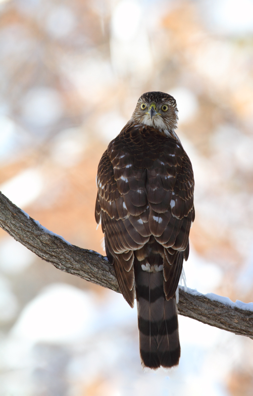 An immature Cooper's Hawk made an attack run on our feeders and then hung out for 30 minutes preening and hunting. It was an immensely enjoyable opportunity to study this beautiful raptor from so close. (Pasadena, Maryland, 2/7/2010). Photo by Bill Hubick.