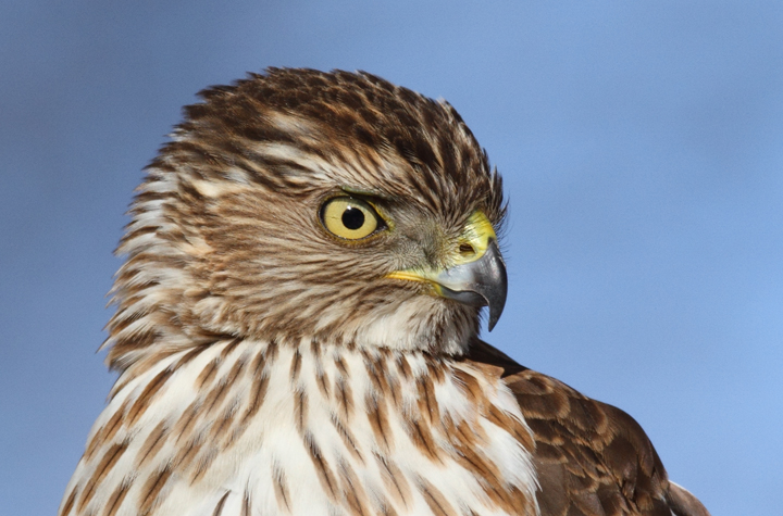 An immature Cooper's Hawk made an attack run on our feeders and then hung out for 30 minutes preening and hunting. It was an immensely enjoyable opportunity to study this beautiful raptor from so close. (Pasadena, Maryland, 2/7/2010). Photo by Bill Hubick.