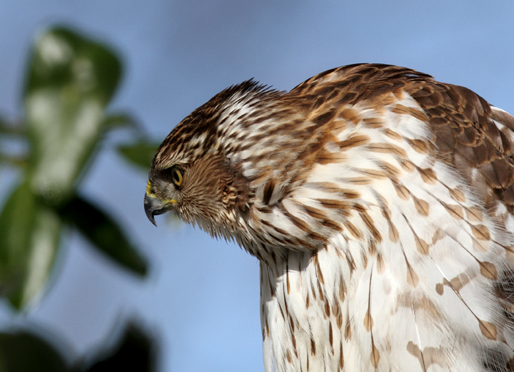 An immature Cooper's Hawk made an attack run on our feeders and then hung out for 30 minutes preening and hunting. It was an immensely enjoyable opportunity to study this beautiful raptor from so close. (Pasadena, Maryland, 2/7/2010). Photo by Bill Hubick.