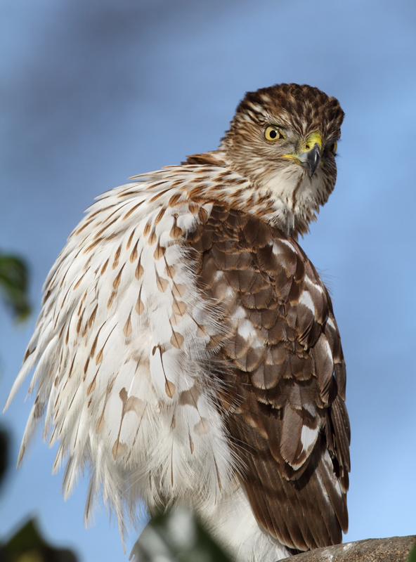 An immature Cooper's Hawk made an attack run on our feeders and then hung out for 30 minutes preening and hunting. It was an immensely enjoyable opportunity to study this beautiful raptor from so close. (Pasadena, Maryland, 2/7/2010). Photo by Bill Hubick.