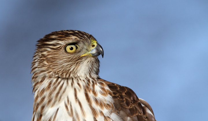 An immature Cooper's Hawk made an attack run on our feeders and then hung out for 30 minutes preening and hunting. It was an immensely enjoyable opportunity to study this beautiful raptor from so close. (Pasadena, Maryland, 2/7/2010). Photo by Bill Hubick.