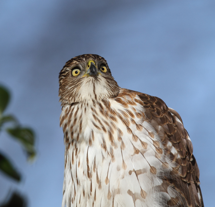 An immature Cooper's Hawk made an attack run on our feeders and then hung out for 30 minutes preening and hunting. It was an immensely enjoyable opportunity to study this beautiful raptor from so close. (Pasadena, Maryland, 2/7/2010). Photo by Bill Hubick.