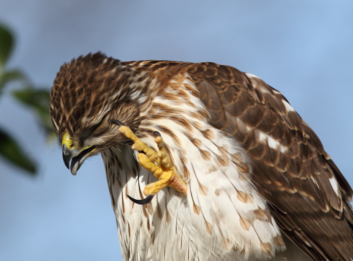 An immature Cooper's Hawk made an attack run on our feeders and then hung out for 30 minutes preening and hunting. It was an immensely enjoyable opportunity to study this beautiful raptor from so close. (Pasadena, Maryland, 2/7/2010). Photo by Bill Hubick.