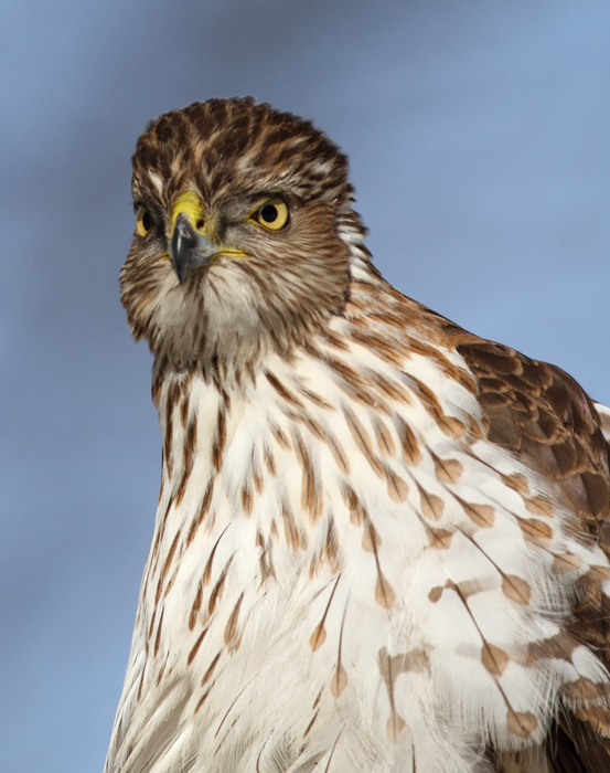 An immature Cooper's Hawk made an attack run on our feeders and then hung out for 30 minutes preening and hunting. It was an immensely enjoyable opportunity to study this beautiful raptor from so close. (Pasadena, Maryland, 2/7/2010). Photo by Bill Hubick.