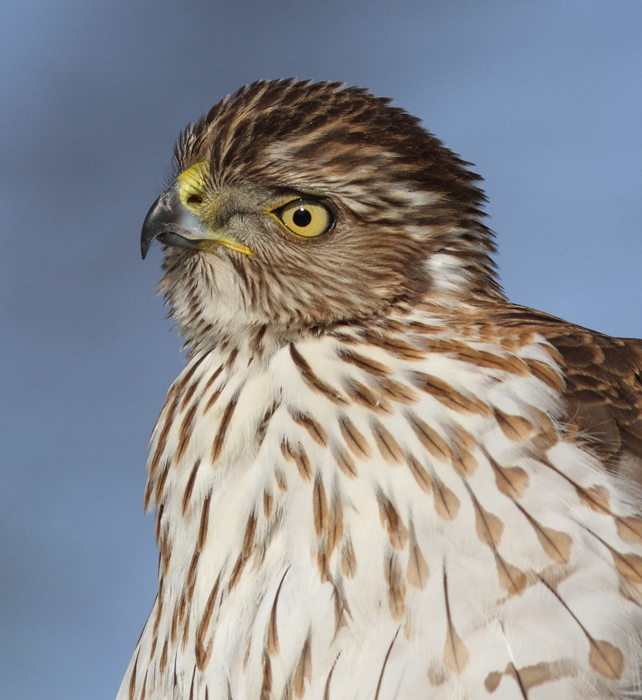 An immature Cooper's Hawk made an attack run on our feeders and then hung out for 30 minutes preening and hunting. It was an immensely enjoyable opportunity to study this beautiful raptor from so close. (Pasadena, Maryland, 2/7/2010). Photo by Bill Hubick.