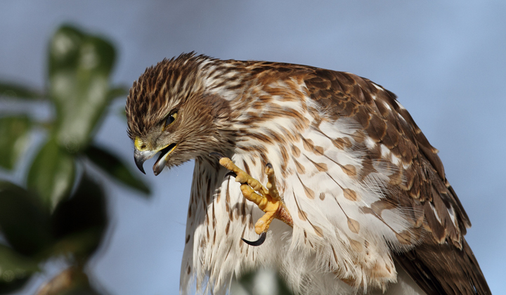 An immature Cooper's Hawk made an attack run on our feeders and then hung out for 30 minutes preening and hunting. It was an immensely enjoyable opportunity to study this beautiful raptor from so close. (Pasadena, Maryland, 2/7/2010). Photo by Bill Hubick.