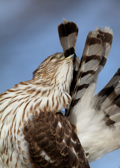 An immature Cooper's Hawk made an attack run on our feeders and then hung out for 30 minutes preening and hunting. It was an immensely enjoyable opportunity to study this beautiful raptor from so close. (Pasadena, Maryland, 2/7/2010). Photo by Bill Hubick.