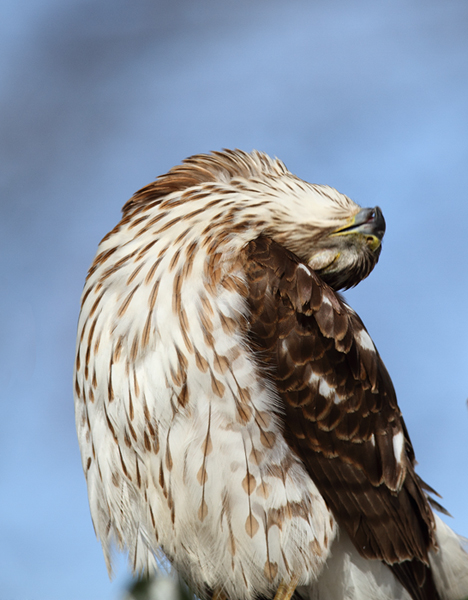 An immature Cooper's Hawk made an attack run on our feeders and then hung out for 30 minutes preening and hunting. It was an immensely enjoyable opportunity to study this beautiful raptor from so close. (Pasadena, Maryland, 2/7/2010). Photo by Bill Hubick.