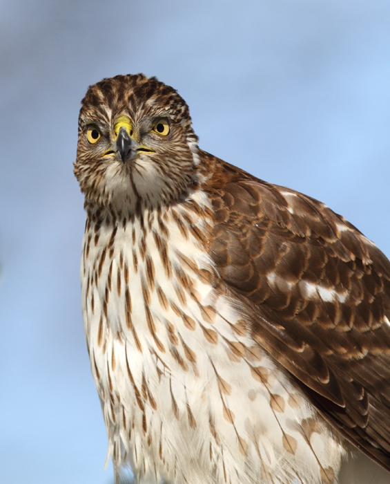 An immature Cooper's Hawk made an attack run on our feeders and then hung out for 30 minutes preening and hunting. It was an immensely enjoyable opportunity to study this beautiful raptor from so close. (Pasadena, Maryland, 2/7/2010). Photo by Bill Hubick.