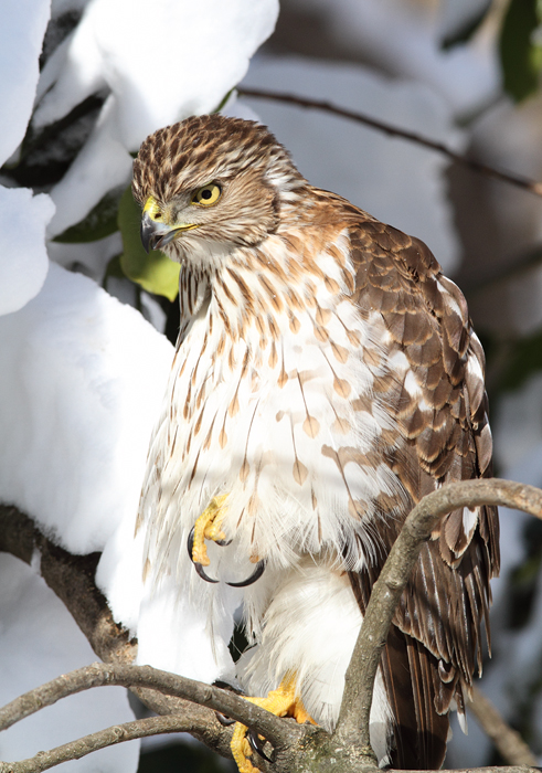 An immature Cooper's Hawk made an attack run on our feeders and then hung out for 30 minutes preening and hunting. It was an immensely enjoyable opportunity to study this beautiful raptor from so close. (Pasadena, Maryland, 2/7/2010). Photo by Bill Hubick.