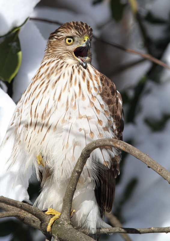 An immature Cooper's Hawk made an attack run on our feeders and then hung out for 30 minutes preening and hunting. It was an immensely enjoyable opportunity to study this beautiful raptor from so close. (Pasadena, Maryland, 2/7/2010). Photo by Bill Hubick.