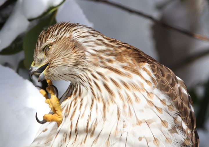 An immature Cooper's Hawk made an attack run on our feeders and then hung out for 30 minutes preening and hunting. It was an immensely enjoyable opportunity to study this beautiful raptor from so close. (Pasadena, Maryland, 2/7/2010). Photo by Bill Hubick.