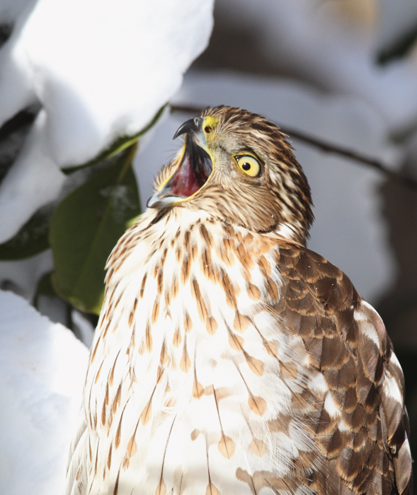 An immature Cooper's Hawk made an attack run on our feeders and then hung out for 30 minutes preening and hunting. It was an immensely enjoyable opportunity to study this beautiful raptor from so close. (Pasadena, Maryland, 2/7/2010). Photo by Bill Hubick.