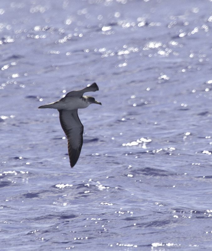 A Cory's Shearwater (<em>borealis</em>) off Cape Hatteras, North Carolina (5/28/2011). Note the difference in underwing pattern and bill size between this bird and the following Scopoli's Shearwater (<em>diomedea</em>). Photo by Bill Hubick.