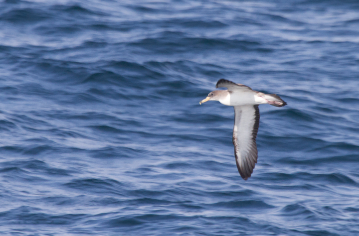 One of six Cory's Shearwaters observed from the Judith M out of Ocean City, Maryland (6/26/2011). Photo by Bill Hubick.