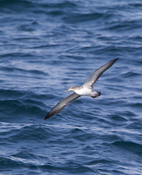 One of six Cory's Shearwaters observed from the Judith M out of Ocean City, Maryland (6/26/2011). Photo by Bill Hubick.
