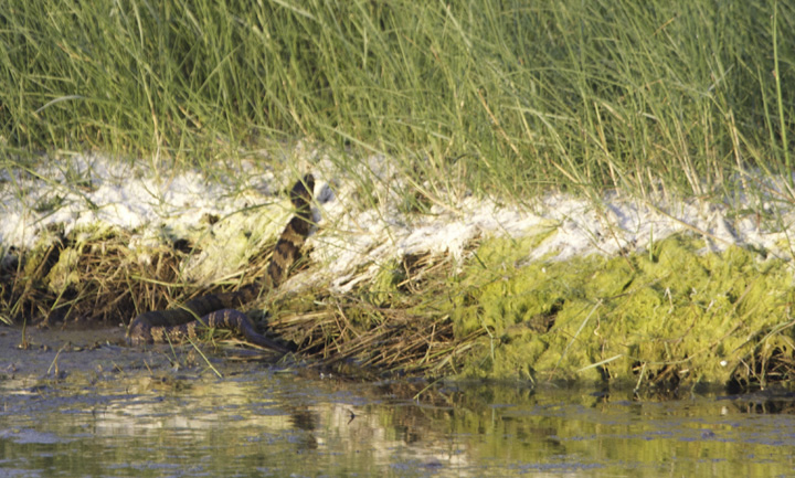 A Cottonmouth, or Water Mocassin, on the Outer Banks, North Carolina (5/29/2011). When noted swimming across the salt pans, we noticed that this pit viper appears to float, giving a very different impression from a water snake even at a distance. Photo by Bill Hubick.