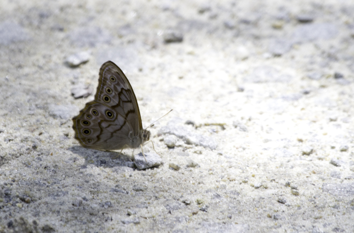 A Creole Pearly-eye at Great Dismal Swamp, Virginia (5/27/2011). Photo by Bill Hubick.