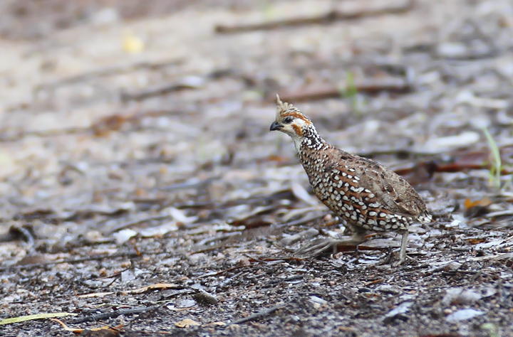 A Crested Bobwhite in central Panama (7/12/2010). Photo by Bill Hubick.