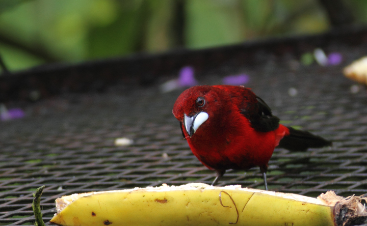 A male Crimson-backed Tanager joins the rainbow of tropical songbirds at the Canopy Lodge banana feeders (7/13/2010). Photo by Bill Hubick.