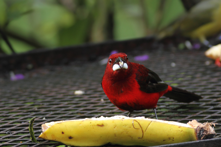 A male Crimson-backed Tanager joins the rainbow of tropical songbirds at the Canopy Lodge banana feeders (7/13/2010). Photo by Bill Hubick.