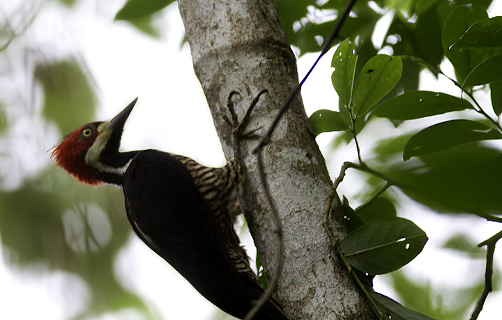 A Crimson-crested Woodpecker, a member of genus <em>Campephilus</em> and relative of the Ivory-billed Woodpecker. Photo by Bill Hubick.