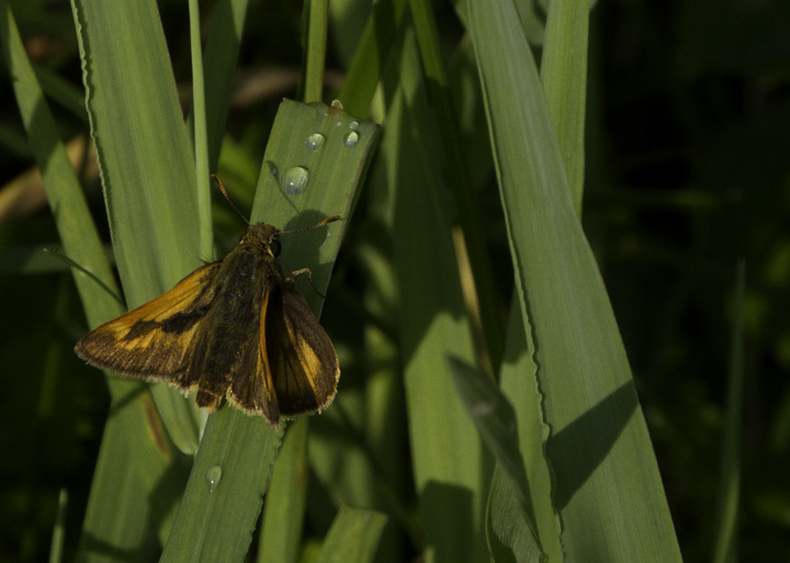 A Crossline Skipper in Garrett Co., Maryland (6/12/2011). Photo by Bill Hubick.