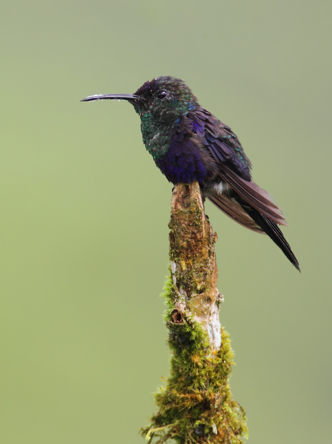 A Crowned Woodnymph near El Valle, Panama (7/11/2010). Photo by Bill Hubick.