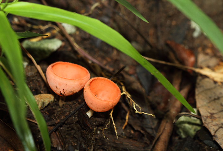 Yet another novelty of the Panamanian rainforest - Cup Fungi Photo by Bill Hubick.