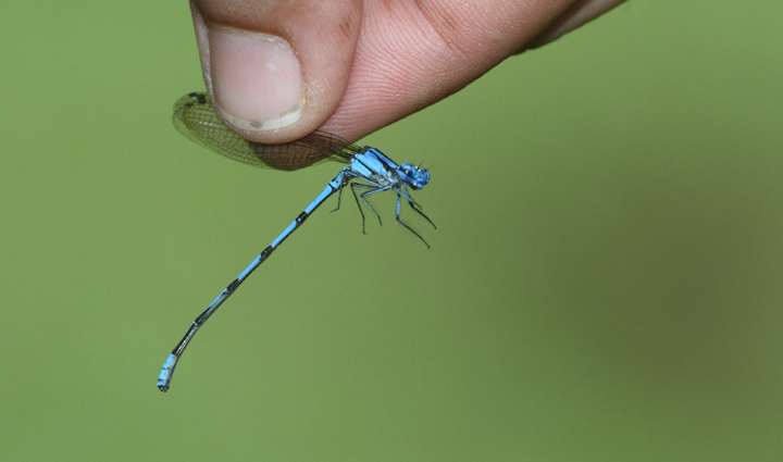 A damselfly species in the mountains near El Valle, Panama (7/13/2010). Photo by Bill Hubick.