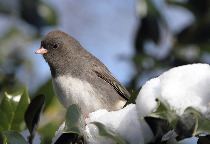 A Slate-colored Junco checking out our busy feeders. (Anne Arundel Co., Maryland, 12/20/2009).