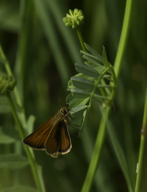 A Delaware Skipper in Washington Co., Maryland (6/4/2011). Photo by Bill Hubick.