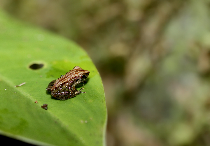 A delicate frog species in the Nusagandi area of Panama (August 2010). I'm still working on this ID. Photo by Bill Hubick.