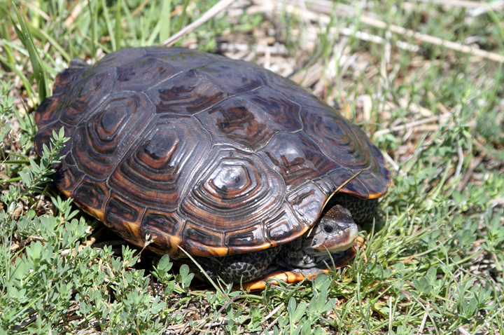 A Diamondback Terrapin in southern Dorchester Co., Maryland (5/8/2010). Photo by Bill Hubick.