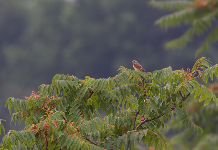 A singing male Dickcissel in Anne Arundel Co., Maryland (6/25/2011). A great find by Dan Haas! Photo by Bill Hubick.