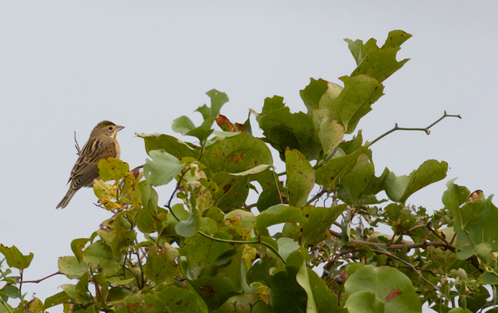 Dickcissel in Maryland