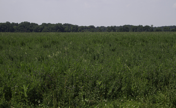 Habitat being used by Dickcissels on Sassafras Caldwell Road in northeastern Kent Co., Maryland (6/18/2011). This alfalfa field habitat is chosen less commonly in Maryland than the typical mixed field with perches of various heights. I had heard about its use, but had never actually seen it in Maryland until this day. Found by Jared and Zach Parks. Photo by Bill Hubick.